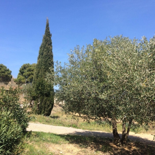 CKIEL IMMOBILIER : Domaines / Propriétés | NARBONNE (11100) | 240.00m2 | 480 000 € CKIEL IMMOBILIER : Domaines / Propriétés | NARBONNE (11100) | 240.00m2 | 480 000 €