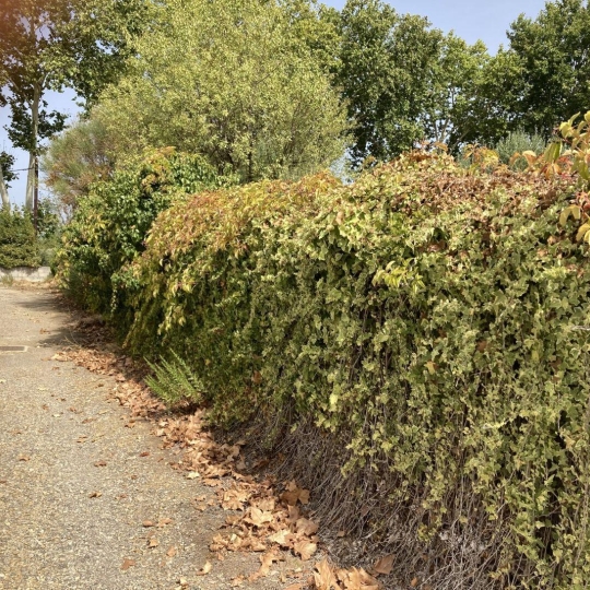  CKIEL IMMOBILIER : Other | GINESTAS (11120) | 150 m2 | 90 000 € 
